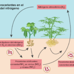Diferencia entre la fijación de nitrógeno y la nitrificación