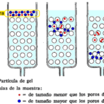 Diferencia entre la filtración en gel y la cromatografía de intercambio iónico