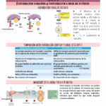Diferencia entre la fosforilación a nivel de sustrato y la fosforilación oxidativa