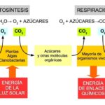 Diferencia entre la fotosíntesis y la respiración celular