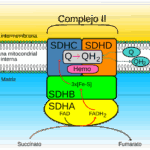 Diferencia entre la fumarato reductasa y la succinato deshidrogenasa