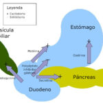 Diferencia entre la gastrina la secretina y la colecistoquinina
