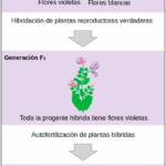Diferencia entre la generación F1 y F2