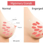 Diferencia entre la glándula mamaria lactante y la no lactante
