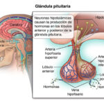 Diferencia entre la glándula pituitaria anterior y posterior