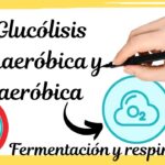 Diferencia entre la glucólisis aeróbica y anaeróbica
