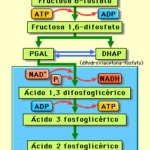 Diferencia entre la glucólisis citosólica y la cloroplástica