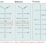 Diferencia entre la glucosa C y la glucosa D