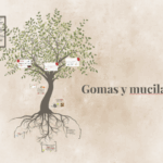 Diferencia entre la goma y el mucílago