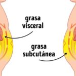 Diferencia entre la grasa visceral y la subcutánea