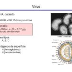 Diferencia entre la hemaglutinina y la neuraminidasa