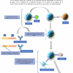Diferencia entre la hipermutación somática y la maduración por afinidad