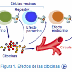 Diferencia entre la histamina y las citocinas