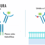 Diferencia entre la IgM unida a la membrana y la IgM secretada