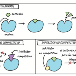 Diferencia entre la inhibición alostérica y la no competitiva