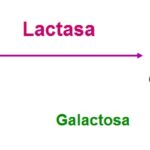 Diferencia entre la lactosa y la lactasa