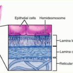 Diferencia entre la lámina basal y la lámina reticular