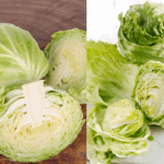 Diferencia entre la lechuga y el repollo