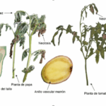 Diferencia entre la marchitez bacteriana y la marchitez por Fusarium