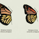 Diferencia entre la mariposa monarca y la mariposa virrey
