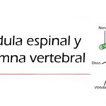 Diferencia entre la médula espinal y las vértebras