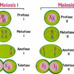 Diferencia entre la meiosis 1 y la meiosis 2