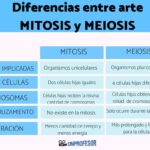 Diferencia entre la meiosis II y la mitosis
