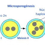 Diferencia entre megasporofila y microsporofila
