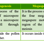 Diferencia entre megasporogénesis y microsporogénesis