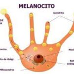 Diferencia entre melanocitos y melanosomas