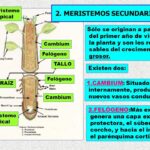 Diferencia entre meristemo primario y secundario