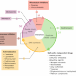 Diferencia entre metabolitos y antimetabolitos