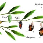 Diferencia entre metagénesis y metamorfosis