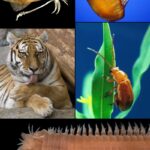 Diferencia entre metazoos y eumetazoos
