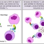 Diferencia entre MHC clase 1 y 2