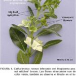 Diferencia entre micoplasma y fitoplasma