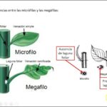 Diferencia entre micrófilas y megafilas