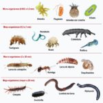 Diferencia entre microorganismos y macroorganismos