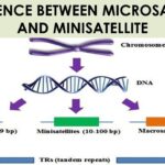 Diferencia entre microsatélite y minisatélite