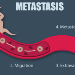 Diferencia entre migración e invasión celular