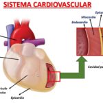 Diferencia entre miocardio y pericardio