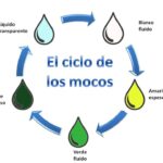 Diferencia entre moco y flema