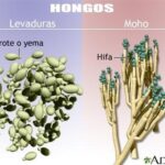 Diferencia entre moho y hongos