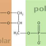 Diferencia entre moléculas anfifílicas y anfipáticas