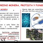 Diferencia entre Monera y Protista