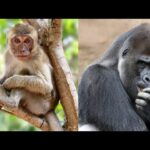 Diferencia entre mono y simio