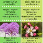 Diferencia entre monocotiledóneas y dicotiledóneas