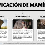 Diferencia entre monotremas y marsupiales