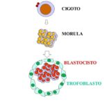 Diferencia entre mórula y blástula