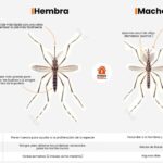 Diferencia entre mosquitos machos y hembras